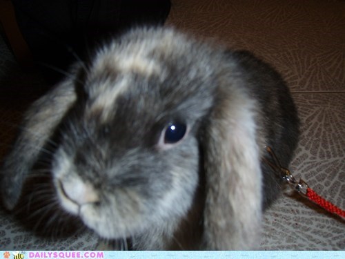 Reader Squees: Lil' Bunny Buttons