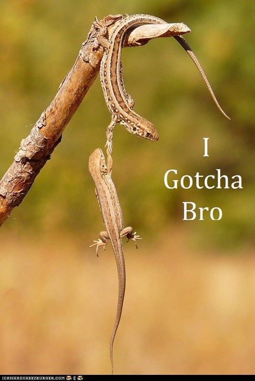 Even Reptiles Follow the Bro Code