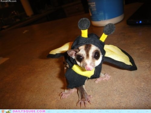 Acting Like Animals: I'm a Bee! Buzzzzzzz!