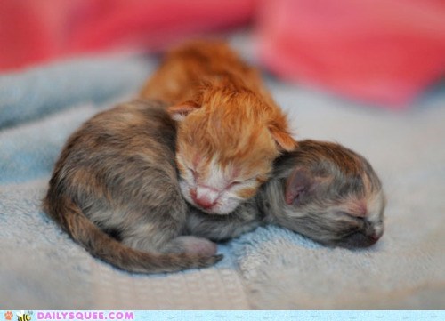 Itty Bitty Cuddlin' Kitties