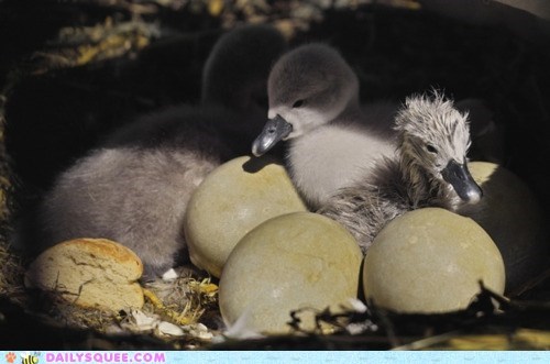 Wander Not Far From the Nest Egg