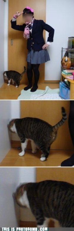 Even the Cat Hates Your Outfit