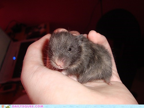 Reader Squees: Itty Bitty Baby Noa