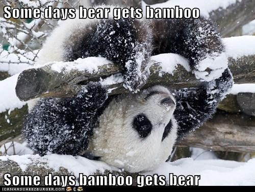 Some days bear gets bamboo  Some days bamboo gets bear