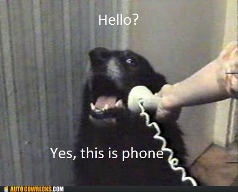 Dog Was Phone!