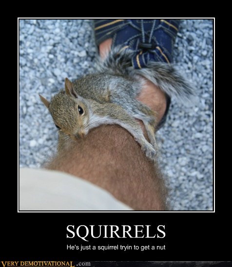 SQUIRRELS