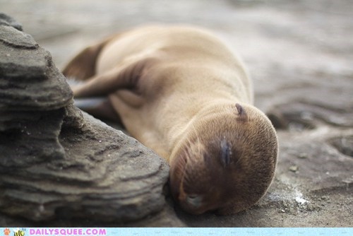 Squee Spree: This Rock Makes a Lovely Pillow!