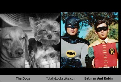 The Dogs Totally Looks Like Batman And Robin