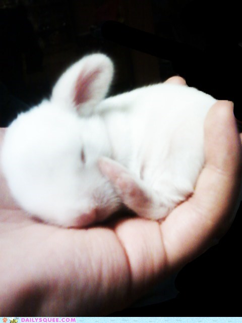 Reader Squees: Sleepy Baby Bunny