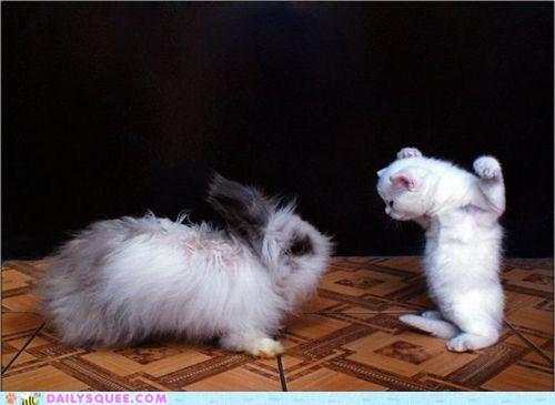 Interspecies Love: No, I'm Fluffier!
