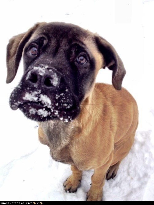 Cyoot Puppeh ob teh Day: Dis Wyte Stuff Nawt Fud! U Lied!