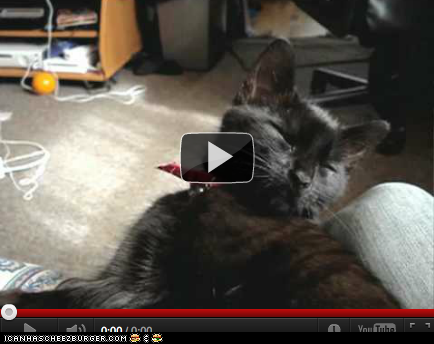 Around the Interwebs: Sleepy Kitty Falls Asleep... Then Falls Asleep Again... And Again...