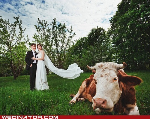 How Now, Brown Cow?