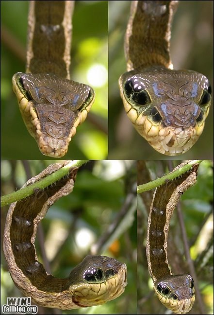 Mother Nature FTW: Caterpillar Camouflage WIN
