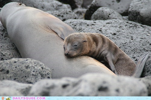 Squee Spree: Family Nap Time