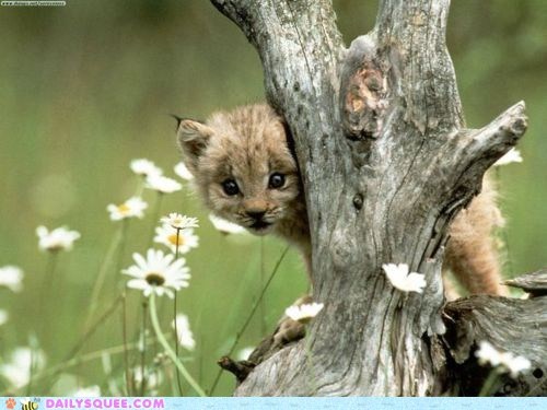 Have You Seeked My Hiding Yet?