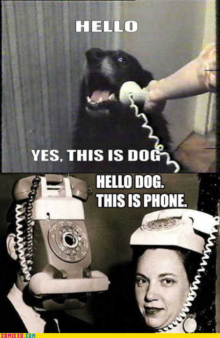 The Phones Call Dog