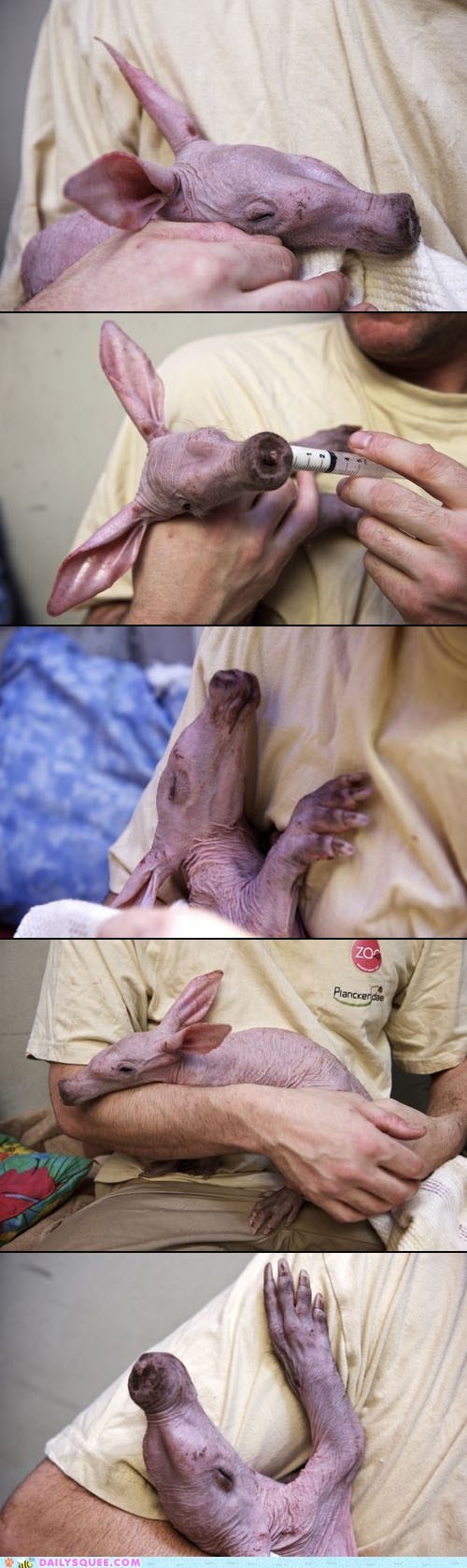 Creepicute: Nuru the Aardvark Baby