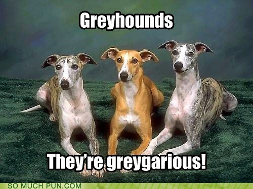Or Maybe They're Just Canine?