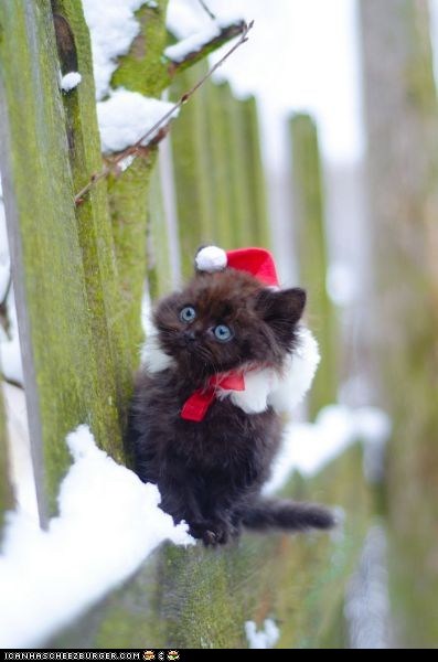 Cyoot Kitteh of teh Day: Iz Ai 2 Layt 4 Chrissymas???