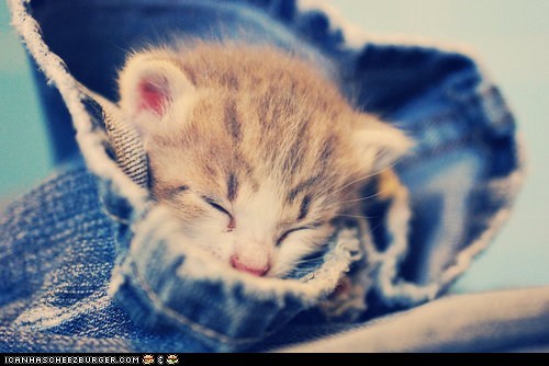 Cyoot Kitteh of teh Day: Blue Denim Baby