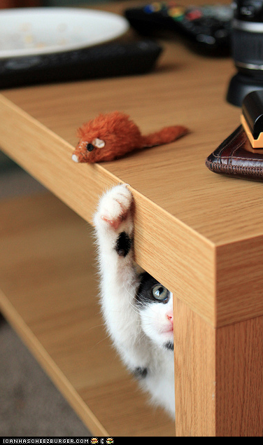 Cyoot Kitteh of teh Day: YOINK!