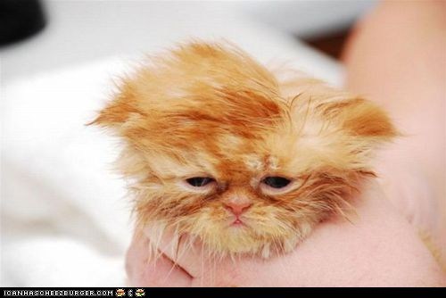 Cyoot Kitteh of teh Day: Plz.  Kill.  Me.  Now.