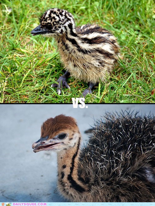 Squee Spree: Emus Vs. Ostriches!