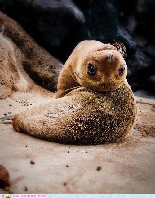 Squee Spree: Upside Down and Squee All Over