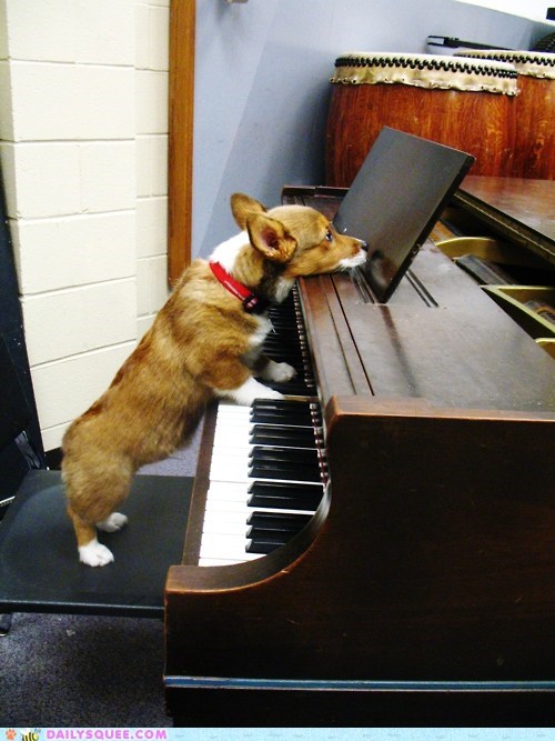 Acting Like Animals: Beethoven's Derpth