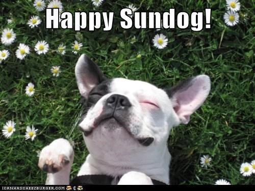 Happy Sundog!