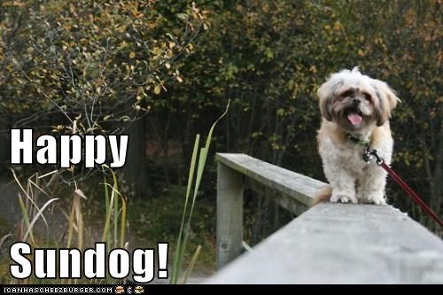 Happy Sundog!
