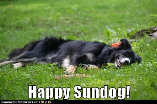 Happy Sundog!