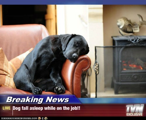 Breaking News - Dog fall asleep while on the job!!