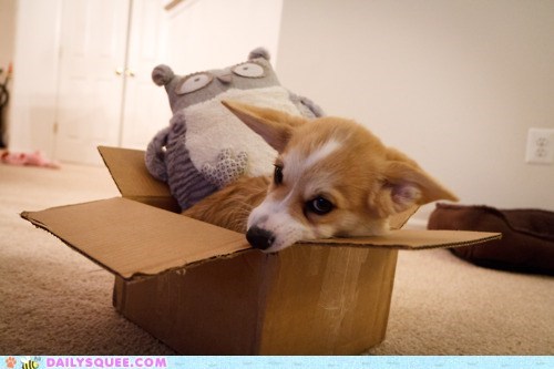 Acting Like Animals: Move Over, Maru!