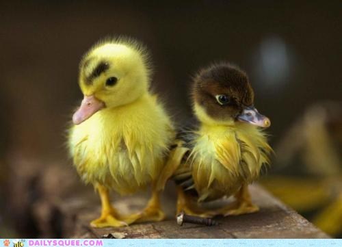 Duck, Duck, D'awwwwwww.