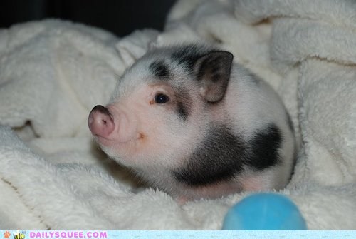 Spotted Piglet Squee