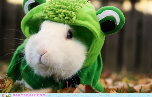 Acting Like Animals: Where Did My Lily Pad Run Off To?