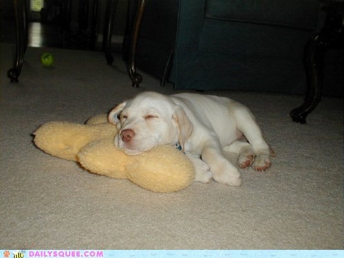 Reader Squees: Sleepy Puppy is Sleepy