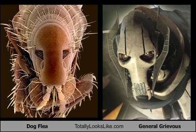 Dog Flea Totally Looks Like General Grievous