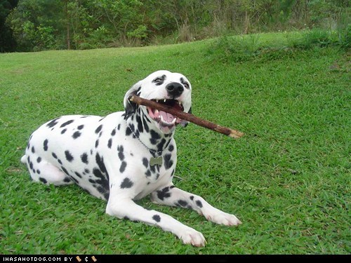 Goggie ob teh Week: Stickin' it to Ya!