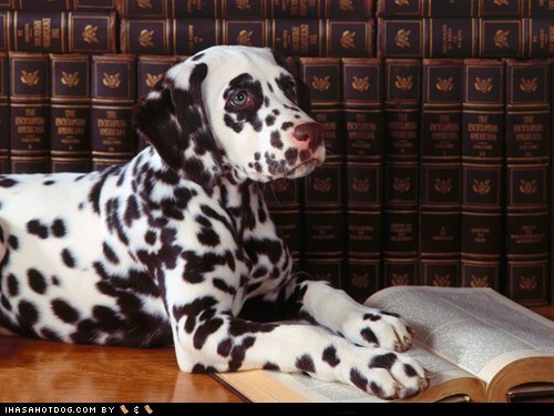 Goggie ob teh Week: Spotted Scholar