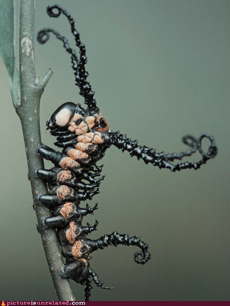 Venom Caterpillar