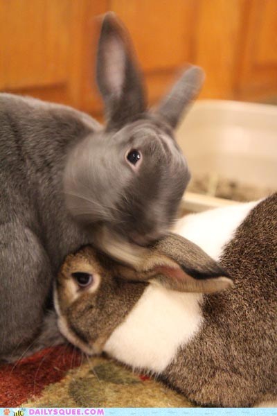 Reader Squees: Blurry Bunny Headbutt Cuddles