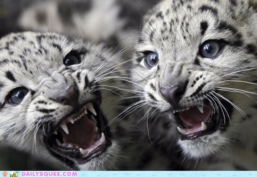 Ferociously Squee