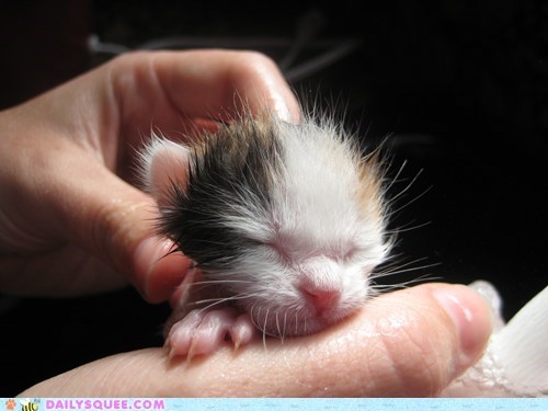 Reader Squees: Itty Bitty Kitten's First Bath