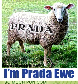 Stop Being Sheepish And Have Some Confidence in Yourself!