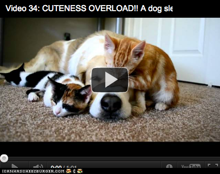 Around the Interwebs: Interspecies Cuddle Puddle (VIDEO)