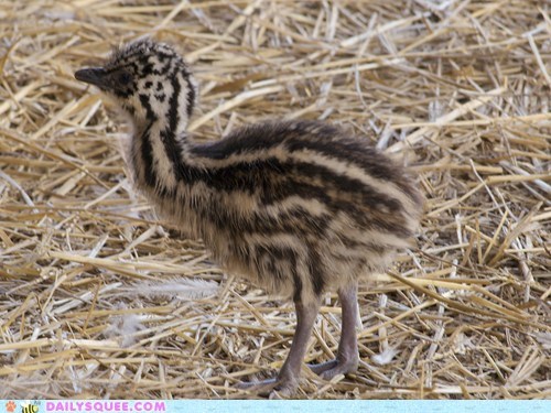 Squee Spree: No Kind of Straw Man Argument Here