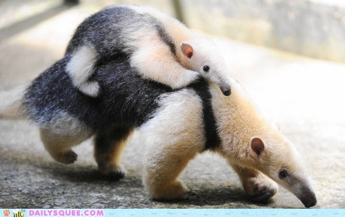 Ride 'Em, Cow... Anteater?